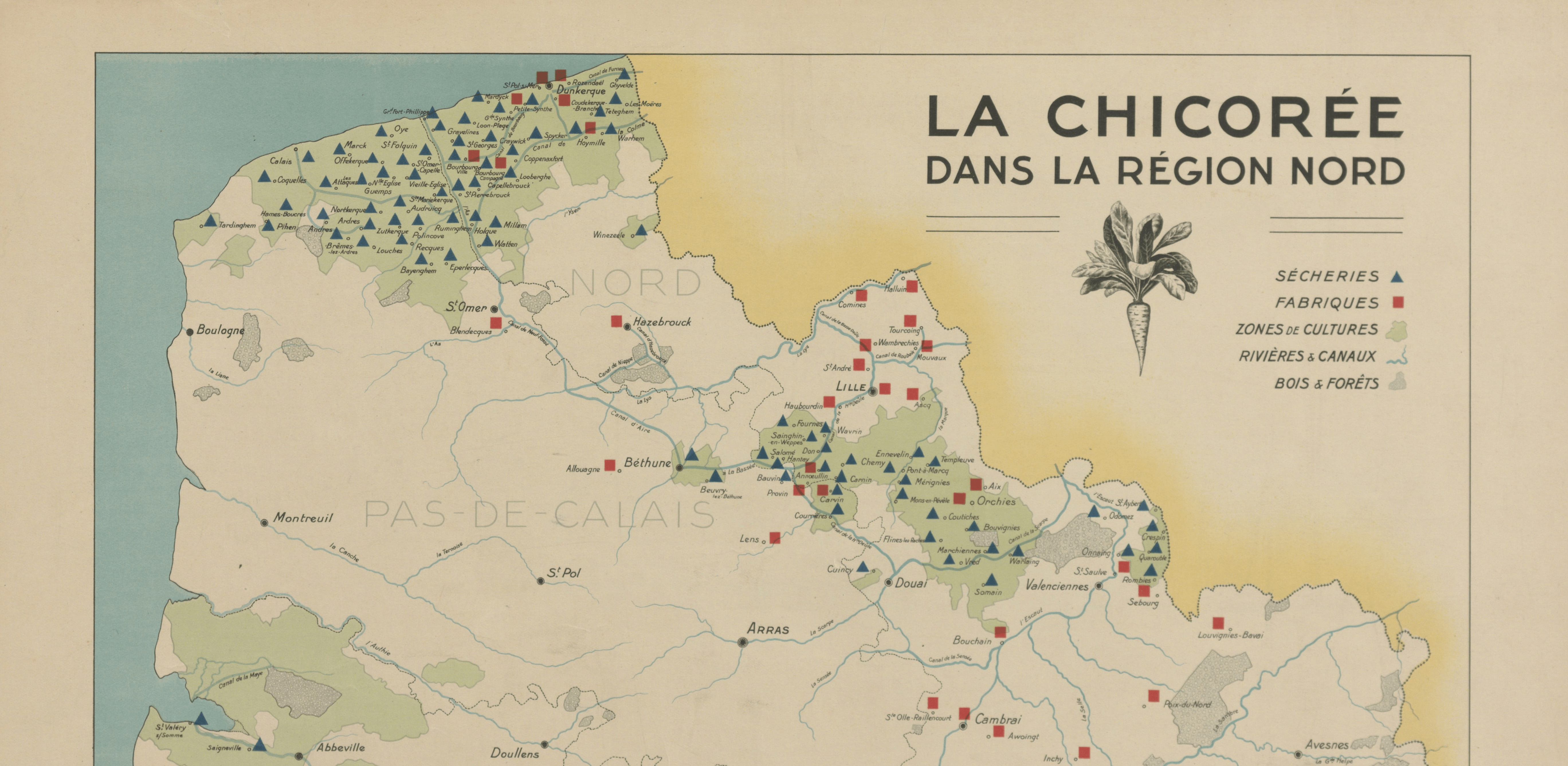 Production de chicorée dans le Nord de la France