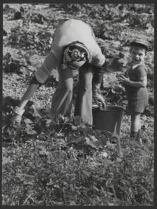 Agricultrice récoltant des courges en compagnie d’un enfant, France, sans date.