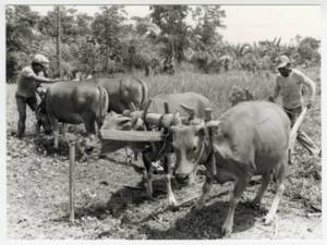 Deux agriculteurs indonésiens labourent leurs terres en utilisant des bœufs fournis par le Fonds international de développement agricole, 1986.