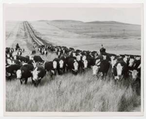Élevage de bovins dans les plaines des États-Unis, date et lieu inconnus.