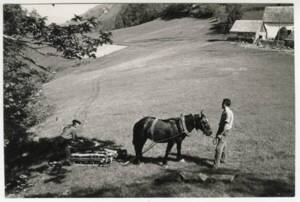 Deux agriculteurs mènent un cheval attelé : photographie, sans lieu ni date.