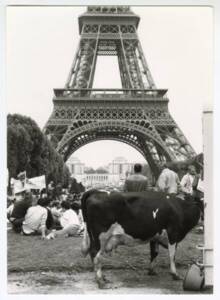 Manifestation d’agriculteurs devant la tour Eiffel (Paris), l’un d’eux ayant amené une vache : photographie, sans date.