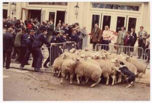 Des policiers tentent de contenir un troupeau de moutons durant une manifestation : photographie, date et lieu inconnu.
