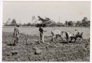 Deux agriculteurs mènent un attelage de deux bovins : photographie, sans lieu ni date.