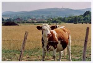 Vache dans son pré : photographie, France (?), sans date.