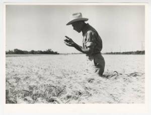 Agriculteur américain vérifiant la qualité de son blé, Kansas, s.d.