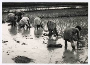Femmes asiatiques travaillant dans des rizières, sans date.