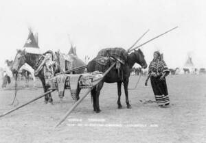Un cheval attelé en travois : photographie, 1910.