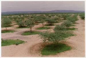 Plantation d’arbres, Niger, 1989.