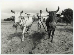 Un agriculteur népalais et son attelage à deux bovins fournis par le Fonds international de développement agricole, 1987.