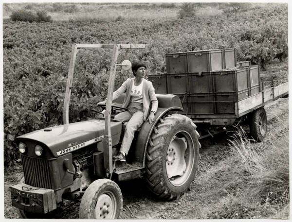 Femme conduisant un tracteur dans les vignes, sans date.