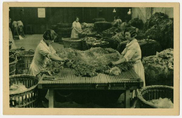 Manufacture française des tapis et couvertures (MFTC) : trieuses de laine, sans date.