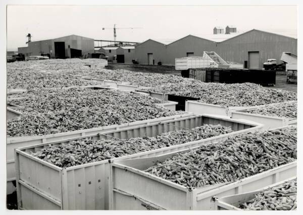 Livraison de maïs, établissements Limagrain à Ennezat (Puy-de-Dôme), septembre 1976. Crédits : Veniere/Senetec