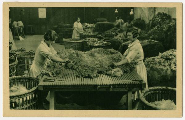 Cartes postales avec photographies de la production de la MFTC. Les trieuses de laine.